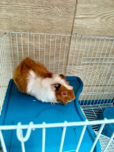 Porquinho da Índia 