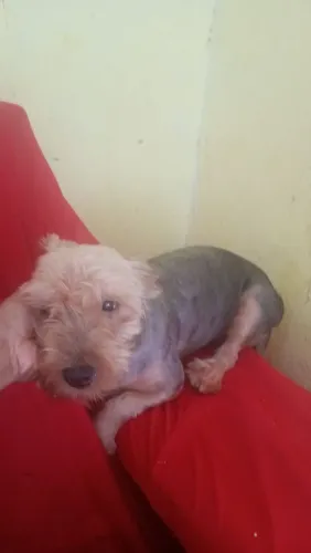 Vendo uma yiokechare terrie femia 400 porte medio
