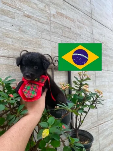 Shitzu com poodle pretinha caminha brinde passo cartão