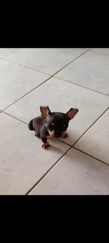 VENDO LINDO FILHOTE DE PINSCHER 0