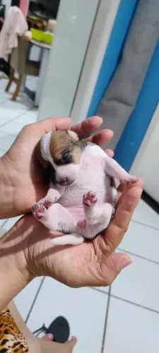 Pinscher 0 bicolor !filha de país zero 1.499