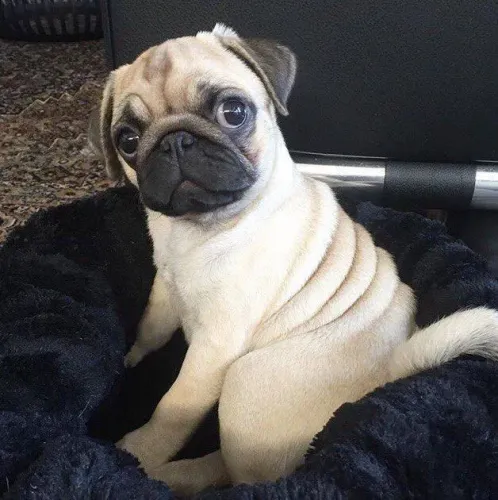 Pug filhotes gordinho o amigo perfeito