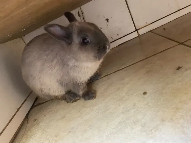 Coelhos anões - lindos demais!!!!