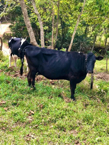 Vacas de Leite