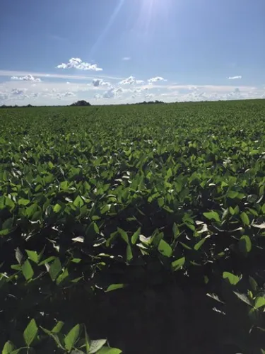 Fazenda de 501 alq ou 2.425 hectares em Porangatu Go