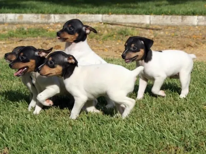 Lindos fox paulistinhas 