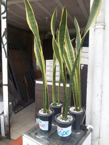 Planta Espada de seu Jorge