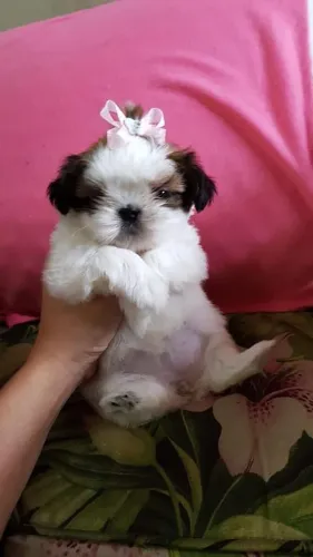 Shih Tzu fêmea mini pronta entrega com pedigree e vacinada