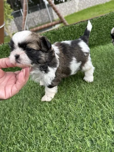 Shih tzu O Companheiro Perfeito para Quem Ama Diversão