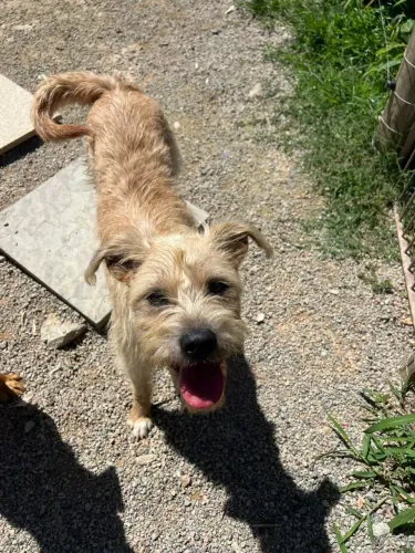 Cachorra Kiara para adoção 