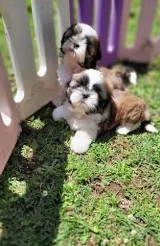 Shih Tzu Creme Macho - O Melhor Companheiro para Toda a Família!