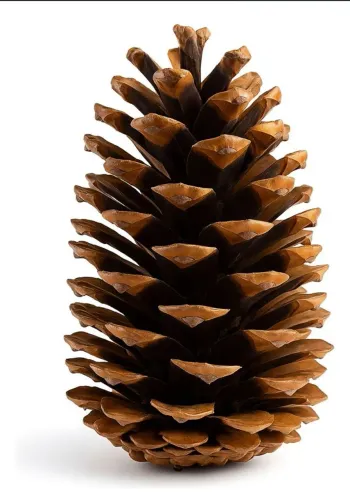 Pinha Natural Para Enfeite De Natal e artesanato
