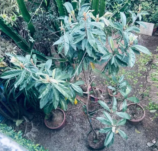 Pé de Nêspera (Ameixinha amarela) -3 metros