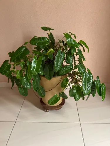 Vaso com planta verdadeira e rodízio bege 45 cm