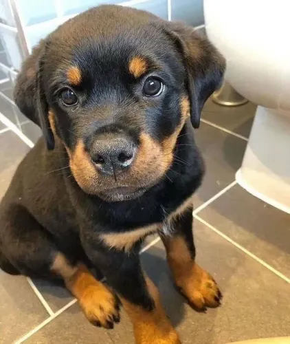 Filhote Rottweiler, Pequenos Tesouros Peludos Buscando Um Novo Lar!