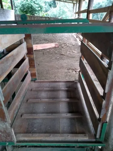 Balança de Suinos e Ovinos até 500 kg