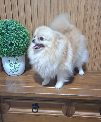 SPITZ ALEMÃO FÊMEA ADULTA