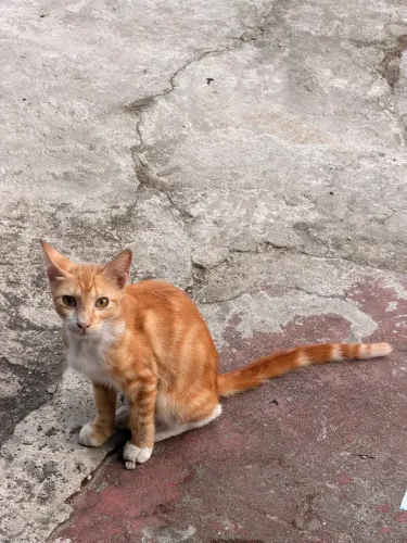Doando gato macho filhote de 4 meses.
