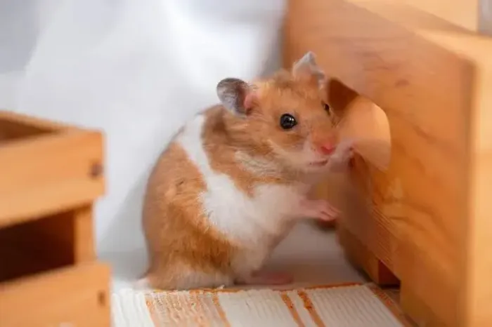 Hamster