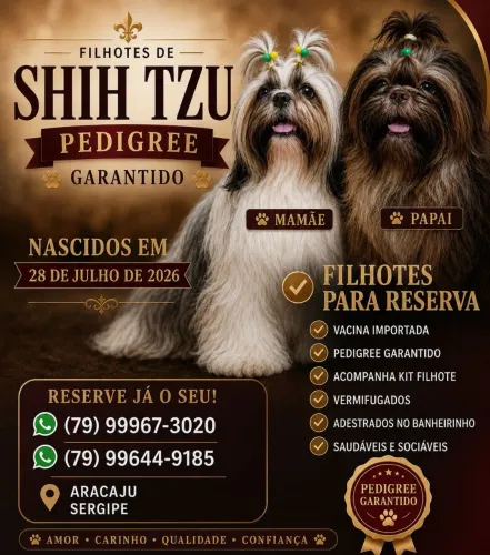 Shitzu filhotes