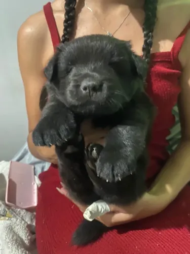 Filhotes de chow chow 