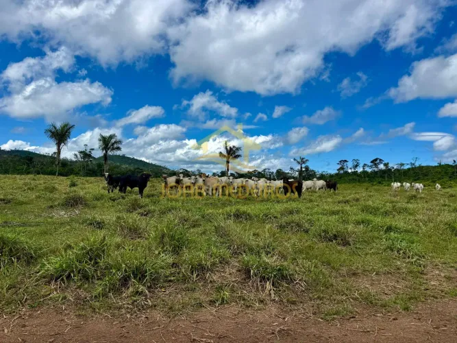 FAZENDA PARA PECUÁRIA - APIAÚ | RR / VENDA