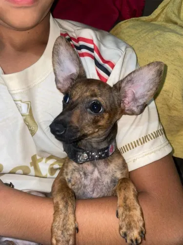 Pinscher