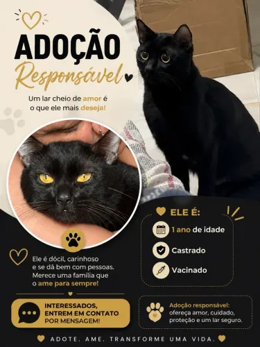 GATO PRETO ADOÇÃO