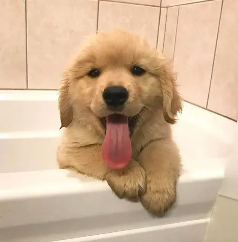 Golden Retriever Companhia que transmite calma