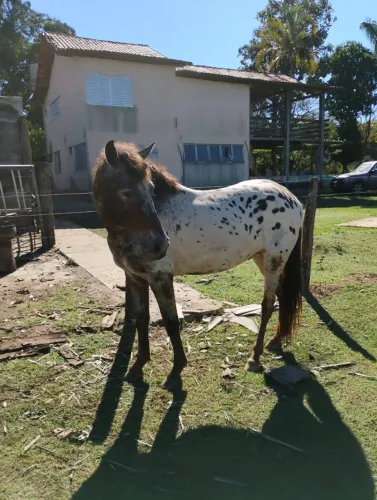 Cavalo Appaloosa - Bom de Cela e Machador
