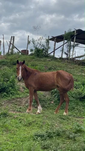 VENDO ESSA ÉGUA OU TROCO 