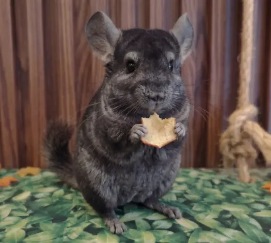 Chinchila