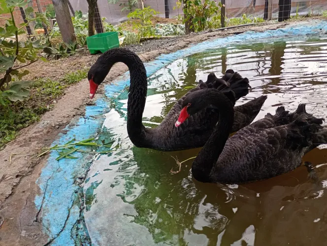Cisne negro