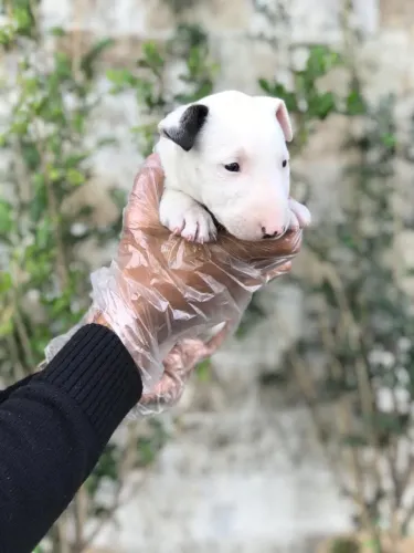 Bull Terrier com Pedigree, V10 e Acompanhamento Veterinário