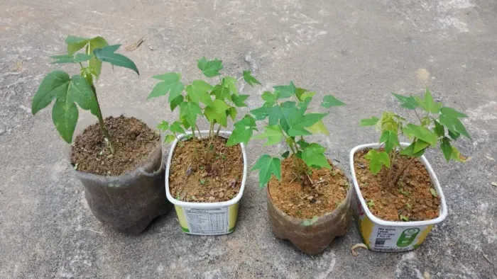 Mudas Mamão Papaya Capixaba Promoção Atacado Pedidos Sob Encomenda