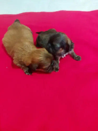 Disponíveis Shih Tzu fêmeas para reserva