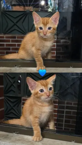 Gatinhos para adoção