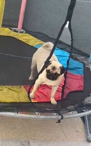 Pug fêmea 