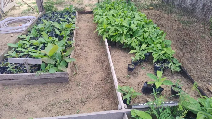 Mudas de plantas. Sementes de Jatobá, Copaíba, Jenipapo