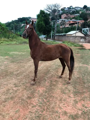 Égua marcha batida