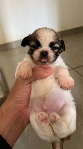 Vendo filhote shih tzu