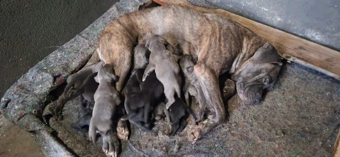 Filhotes Cane Corso c/ Pedigree