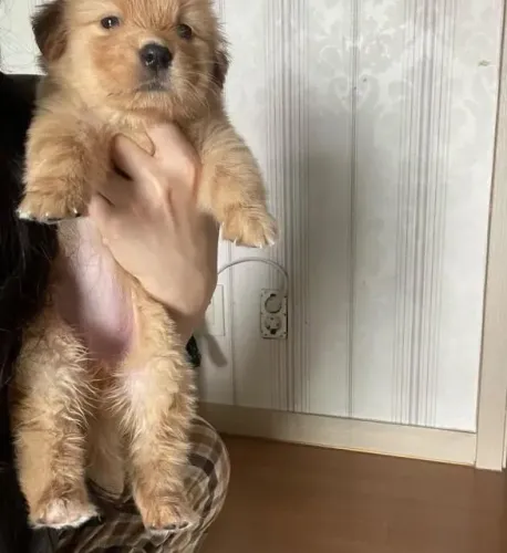 Filhote Golden Retriever, Um amor de quatro patas esperando por você!