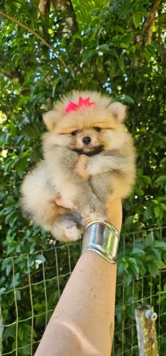 Lulu da Pomerania- Femea