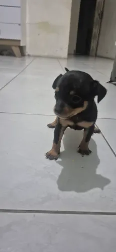 Vendo pinche 01