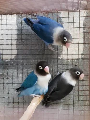 PET