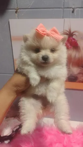 Fêmeas de spitz alemão anã