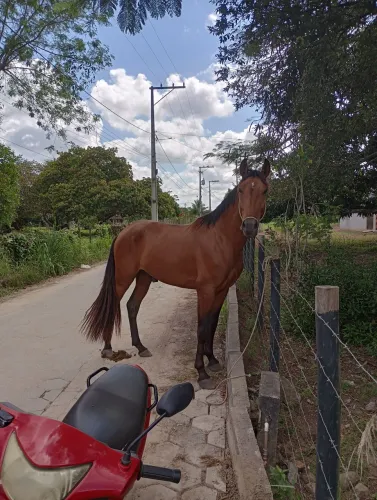 Cavalo mangalarga