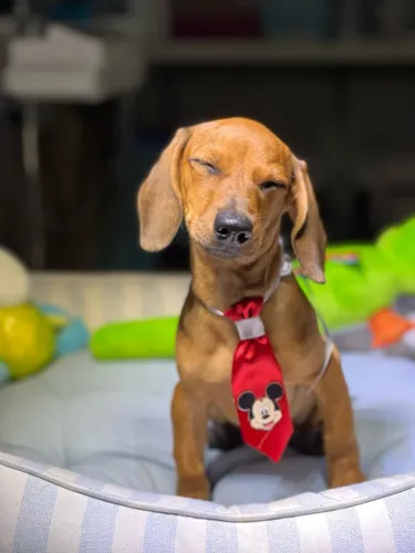 FILHOTE DACHSHUND (salsicha)