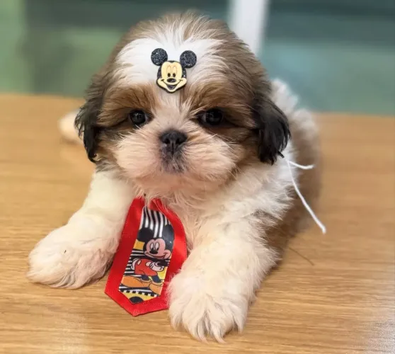 Shitzu machinho